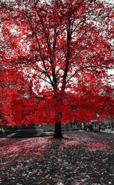 在黑色和白色景观纽约红大树