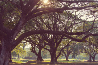 美丽的公园里的树木