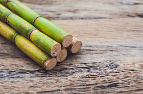 甘蔗的茎梗