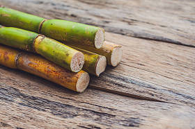 甘蔗的茎梗图片