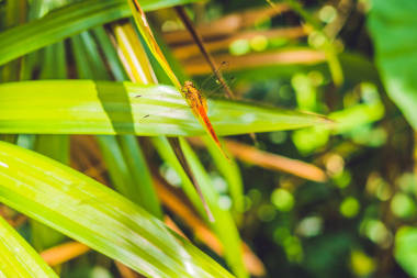 蜻蜓在熱帶花園