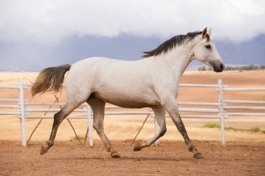 關(guān)閉的徹底匹純種馬圖片