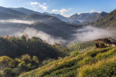 茶園美麗景觀在 Doi 在進(jìn)山，清邁，泰國(guó)著名的旅游勝地