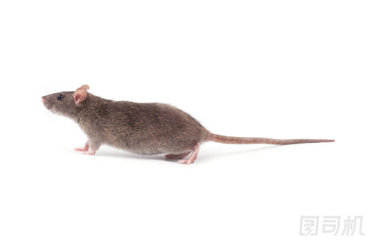 可愛的灰色老鼠圖片