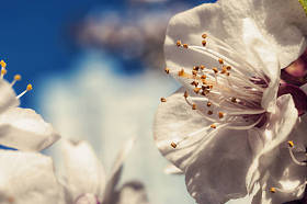 桃花苹果树