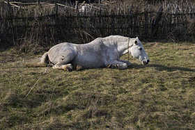 白马躺在草地上