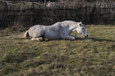白马躺在草地上