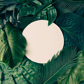 富有创意的设计，由热带叶