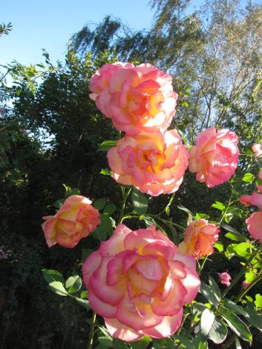 布什的一個花園中的玫瑰