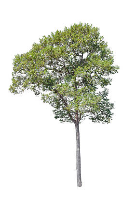 白色背景，树集合上的孤立的树