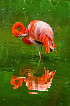 在自然中的火烈鸟。（红鹳橡)