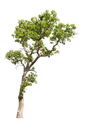 在白色背景上隔离的树图片