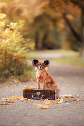 狗玩具梗在公园散步