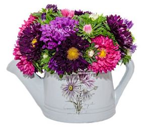生动的彩色的翠菊太白花