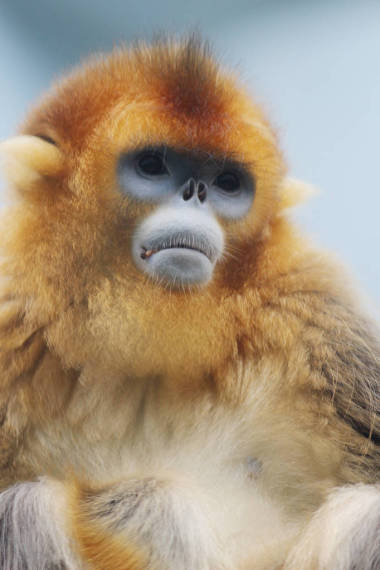 海洋公園的犀牛