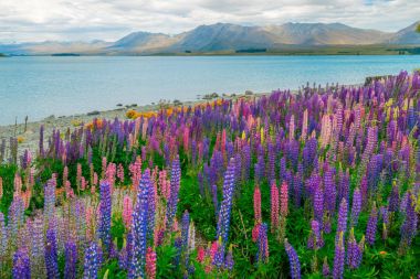 在新西兰奥克兰卢平场景