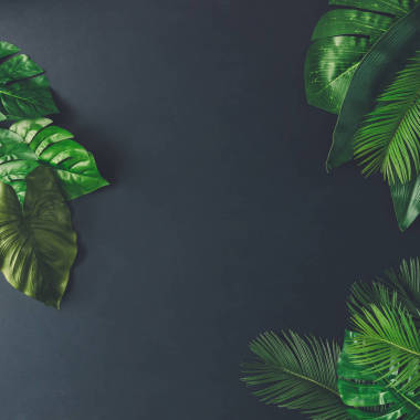 富有創(chuàng)意的設(shè)計，由熱帶葉