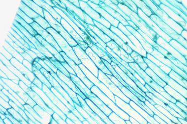 微觀的世界。洋蔥表皮細(xì)胞.圖片