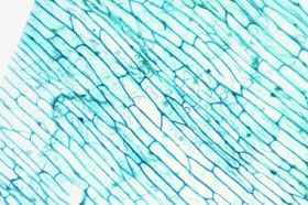 微观的世界。洋葱表皮细胞.图片