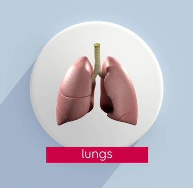 人肺解剖模型圖標(biāo)照片