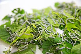 家蚕幼虫桑树的叶子照片