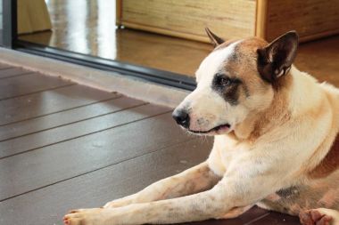 狗正在睡覺被施了魔法