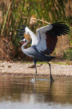 在肯尼亞，非洲大草原的國(guó)鳥 regulorum 的灰色丹頂鶴