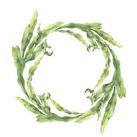 与海带的水彩花圈。手绘水下花卉插图与孤立的白色背景上的藻类叶分支。为设计、 织物或打印