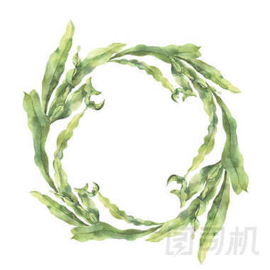 與海帶的水彩花圈。手繪水下花卉插圖與孤立的白色背景上的藻類葉分支。為設(shè)計(jì)、 織物或打印