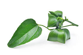 与新鲜夏 inchi 叶上孤立的白色背景