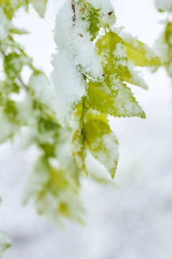 在春天的冷冻的叶