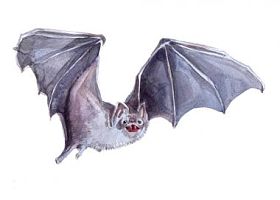 孤立的水彩单蝙蝠动物图片