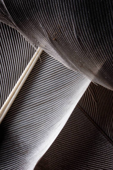 黑暗的羽毛特写图片