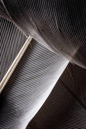 黑暗的羽毛特写图片