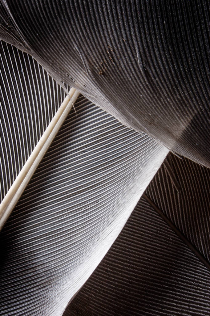 黑暗的羽毛特写图片