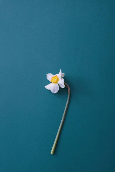 單白花圖片