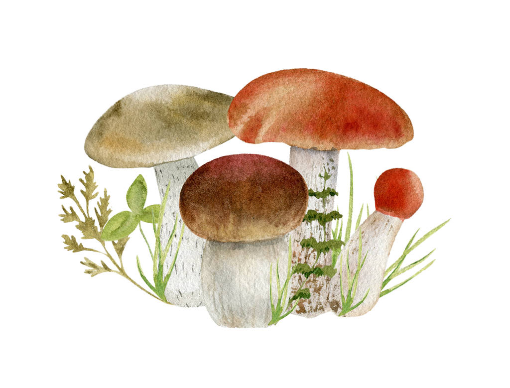 蘑菇的水彩剪贴画