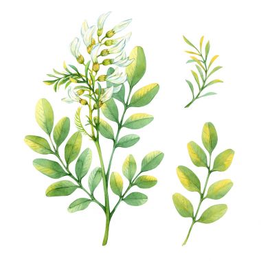 水彩的白色相思照片