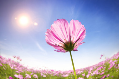 美麗雛菊陽(yáng)光的背景上