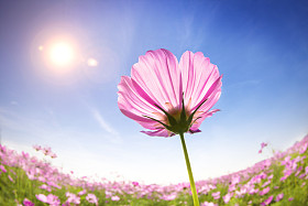 美丽雏菊阳光的背景上