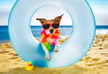 狗在海滩和海洋空气床垫图片