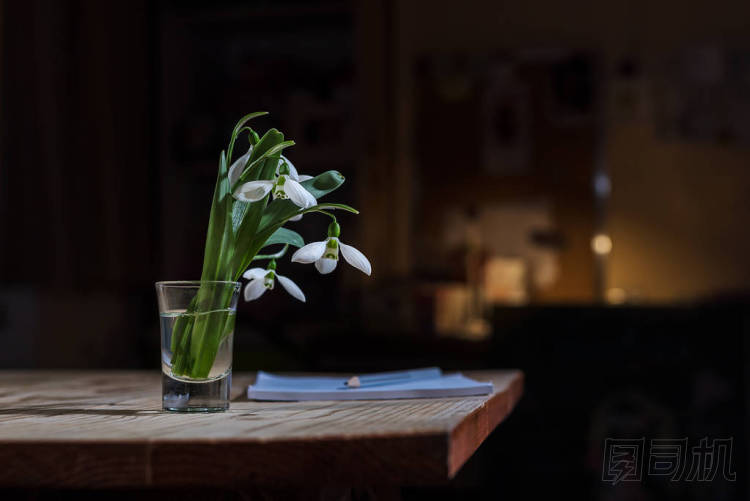 生姜茶 twhite 彈簧上的花 snowdropsable