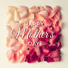 在正方形郁金香花瓣图案照片