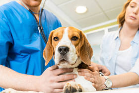 医生检查 Beagle 犬在诊