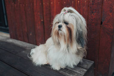 光头男人肖像图片