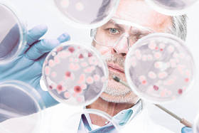 高级生命科学研究员嫁接细