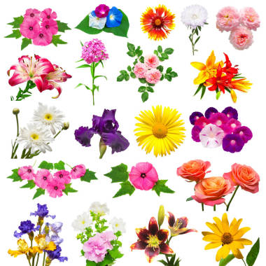 美麗的七彩花朵的集合圖片