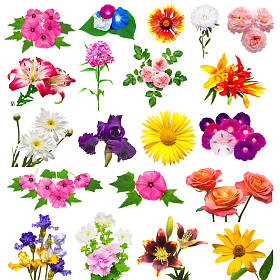 美丽的七彩花朵的集合图片