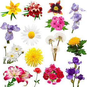 美丽的七彩花朵的集合