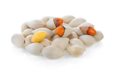 银杏种子在白色背景上图片